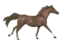 horse