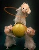 animals