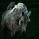 arabian horse