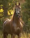 arabian horse