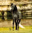 horse