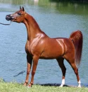 horse beautiful 