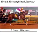 thoroughbred winner