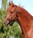 beautiful thoroughbred