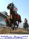 thoroughbred power