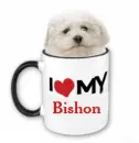 I love my bishon 
