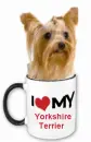 I love my yorkshire terrier