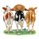 funny cows