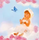 blue butterfly