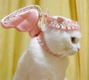 angle cat