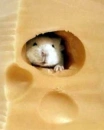a mouse in a piece of cheese