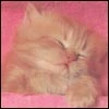 Kitty in Pink