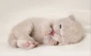 CUTE KITTEN