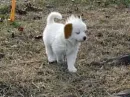 The real akamaru