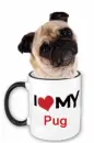 i love my pug 
