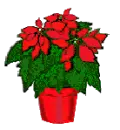 Poinsettia Plant Pot 