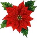 Poinsettia Button