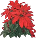 Poinsettia Button Large