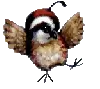 little bird