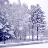 Lovely snowfall
