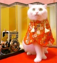 cat