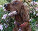 Irish Setter dog 