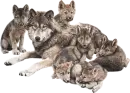 Winter Wolves