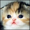 Kitty =3