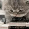 Kitty and Piano