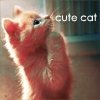 Cute Cat