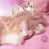 Princess Kitty