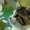 Kitty