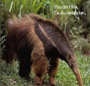 ANTEATERS!!!!!