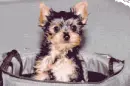 Yorkie