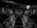 wolf