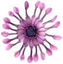 Flower Cat