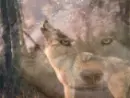 howlers
