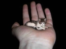 kittyhand