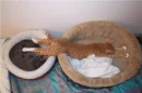 lazycat