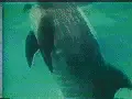 dolphin jump