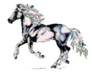 horse11