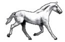 horse-2