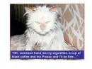 mornincat