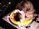 kitten try play music