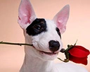 Doggy with rose