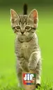 Kitten ate peanut butter