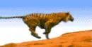 Tiger running