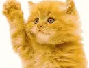 waving kitty