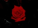 Rose in darkness