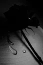 sad rose